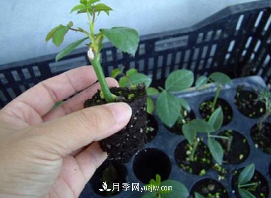 玫瑰花的繁殖方法：常用嫁接、扦插或壓條等方法繁殖(圖4)