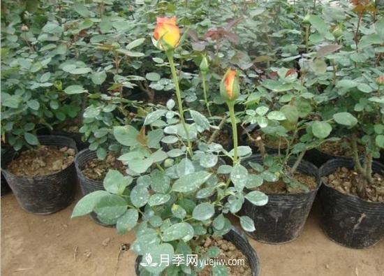 玫瑰花的繁殖方法：常用嫁接、扦插或壓條等方法繁殖(圖2)