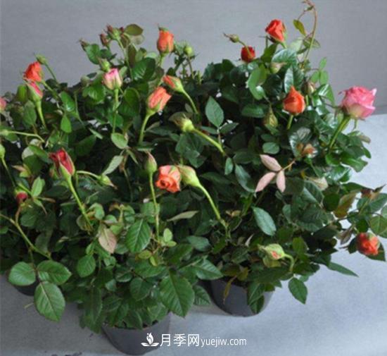 玫瑰花的繁殖方法：常用嫁接、扦插或壓條等方法繁殖(圖3)