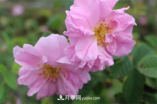 大馬士革玫瑰能吃嗎？用于制作花醬或者泡茶食用(圖2)