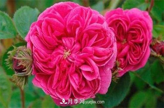 大馬士革玫瑰能吃嗎？用于制作花醬或者泡茶食用(圖1)