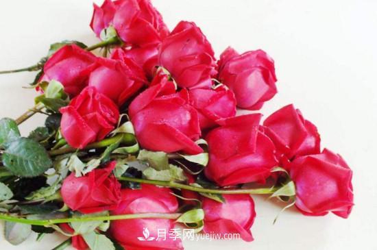 21朵玫瑰花代表什么？你是我的***愛(ài)以及真誠(chéng)的愛(ài)(圖1)