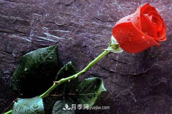 21朵玫瑰花代表什么？你是我的***愛(ài)以及真誠(chéng)的愛(ài)(圖3)