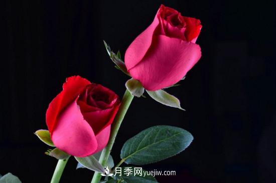 21朵玫瑰花代表什么？你是我的***愛(ài)以及真誠(chéng)的愛(ài)(圖5)
