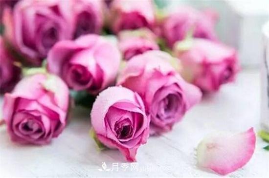 玫瑰品種有哪些？十大玫瑰花品種介紹(圖5)