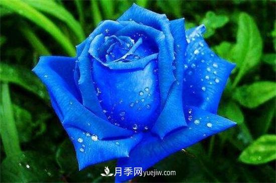 玫瑰品種有哪些？十大玫瑰花品種介紹(圖4)