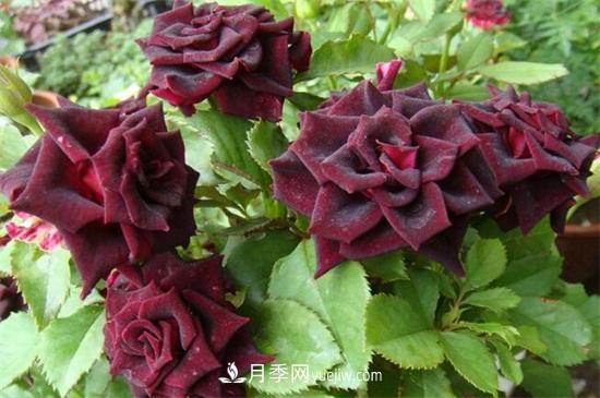 玫瑰品種有哪些？十大玫瑰花品種介紹(圖8)