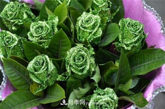 玫瑰品種有哪些？十大玫瑰花品種介紹(圖7)