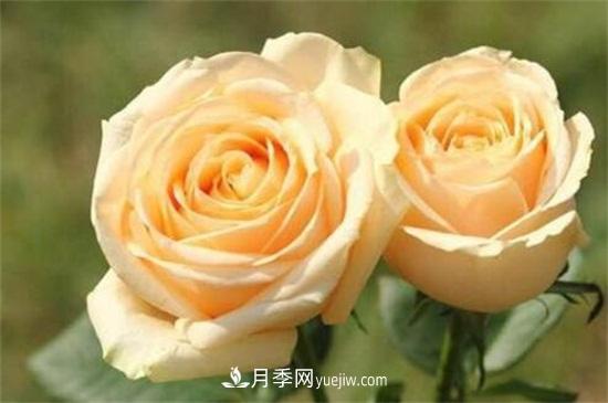 玫瑰品種有哪些？十大玫瑰花品種介紹(圖10)