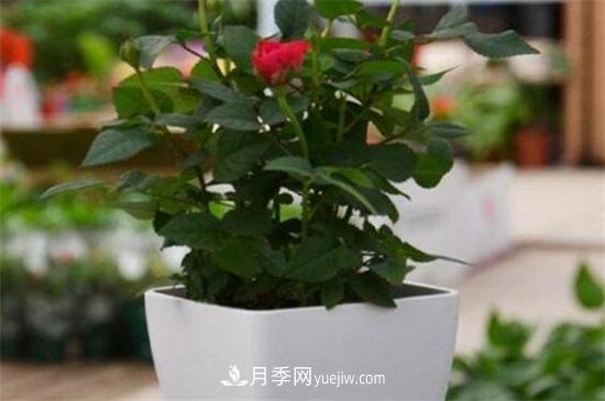 盆栽玫瑰花冬天怎么養(yǎng)？盆栽玫瑰冬天養(yǎng)護方法(圖1)