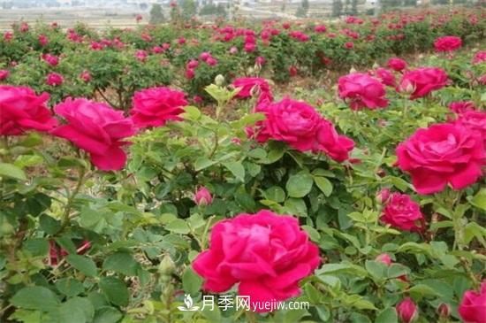 盆栽玫瑰花冬天怎么養(yǎng)？盆栽玫瑰冬天養(yǎng)護方法(圖2)