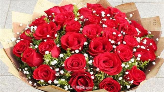 玫瑰花語是什么？盤點五個顏色的玫瑰花語(圖1)