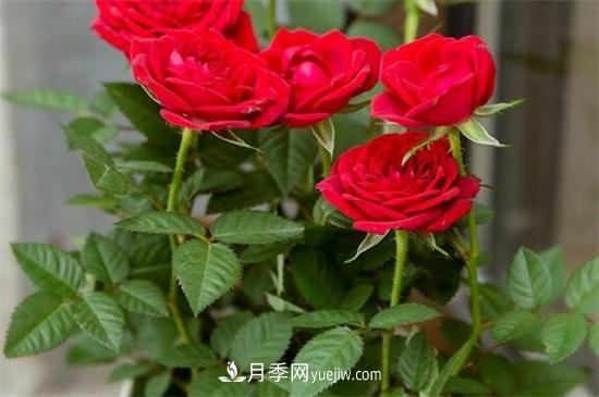 玫瑰花怎么養(yǎng)護(hù)？五步教你養(yǎng)好玫瑰花(圖2)