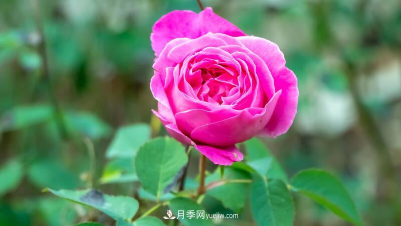 玫瑰花怎么養(yǎng)護(hù)？五步教你養(yǎng)好玫瑰花(圖1)