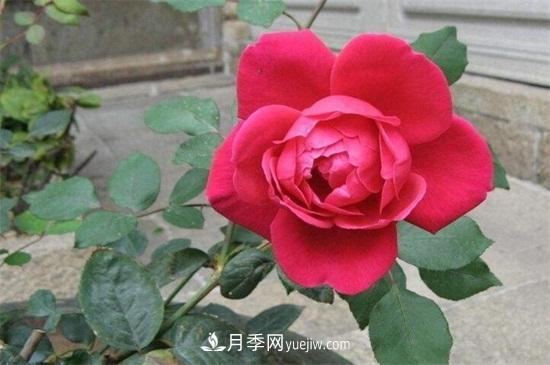 玫瑰花怎么養(yǎng)護(hù)？五步教你養(yǎng)好玫瑰花(圖3)