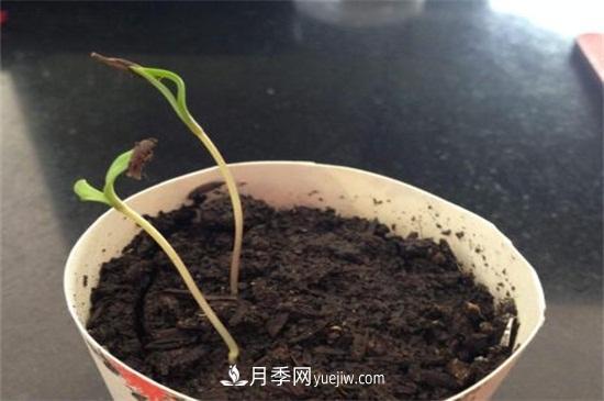 玫瑰花怎么種？玫瑰花種植方法和步驟(圖1)