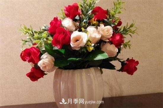 玫瑰花怎么種？玫瑰花種植方法和步驟(圖2)