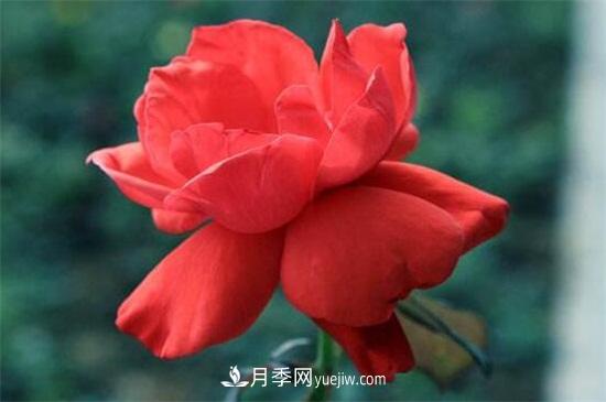 玫瑰花的冬季養(yǎng)護(hù)(圖2)
