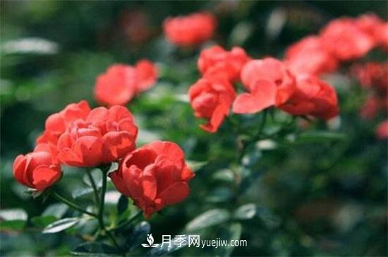 玫瑰花的冬季養(yǎng)護(hù)(圖1)