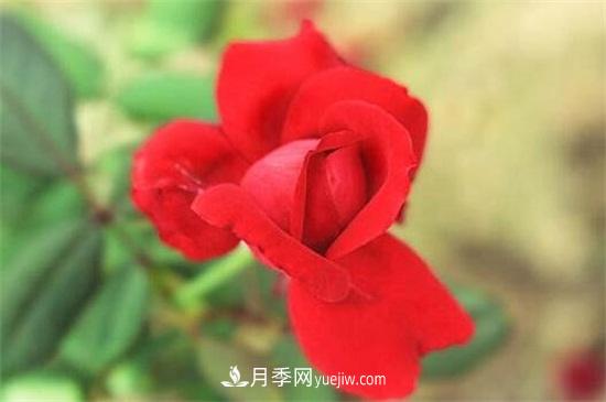 玫瑰花的冬季養(yǎng)護(hù)(圖3)