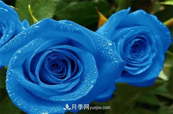玫瑰花有哪些顏色？盤點(diǎn)十大常見(jiàn)玫瑰花顏色(圖2)
