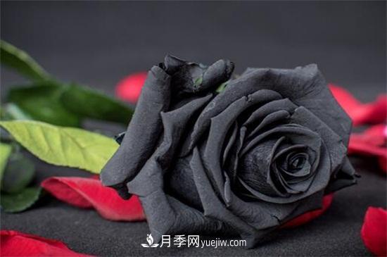 玫瑰花有哪些顏色？盤點(diǎn)十大常見(jiàn)玫瑰花顏色(圖4)