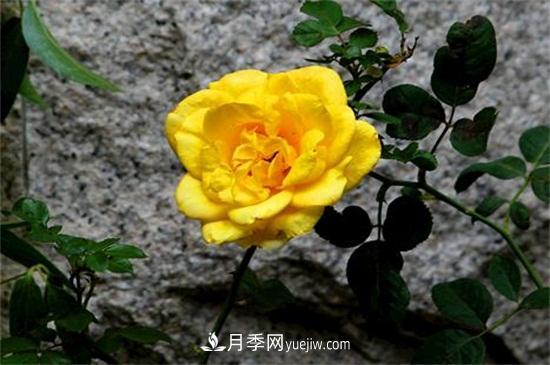 玫瑰花有哪些顏色？盤點(diǎn)十大常見(jiàn)玫瑰花顏色(圖3)