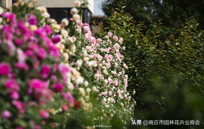 2020月季比美大賽！獲獎大片欣賞！這大概是月季***美的打開方式了(圖2)