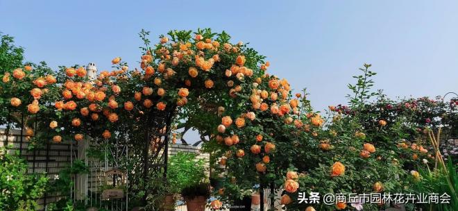 2020月季比美大賽！獲獎大片欣賞！這大概是月季***美的打開方式了(圖5)