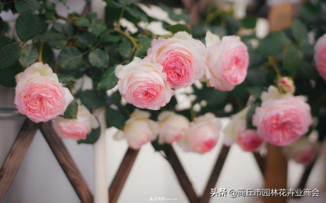 2020月季比美大賽！獲獎大片欣賞！這大概是月季***美的打開方式了(圖9)