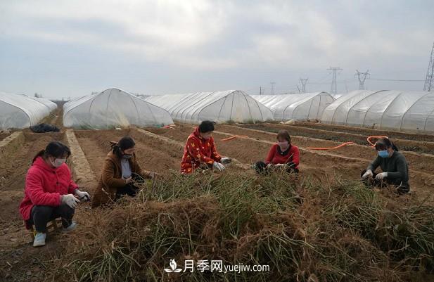 方城縣博望鎮(zhèn)月季園內(nèi)移栽忙(圖1)