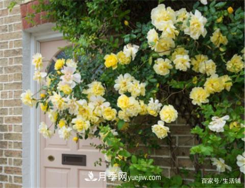 “***貴”的月季花，花朵大，顏色鮮艷，花香宜人(圖4)