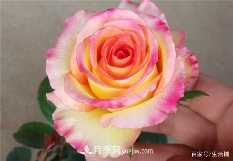 “***貴”的月季花，花朵大，顏色鮮艷，花香宜人(圖1)