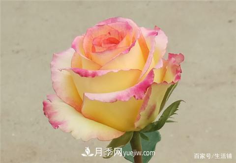 “***貴”的月季花，花朵大，顏色鮮艷，花香宜人(圖2)