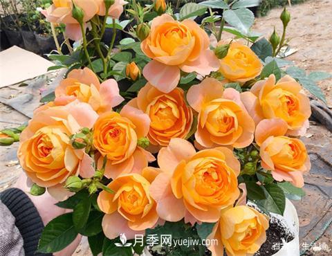 “***貴”的月季花，花朵大，顏色鮮艷，花香宜人(圖3)