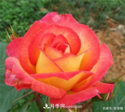 “***貴”的月季花，花朵大，顏色鮮艷，花香宜人(圖5)