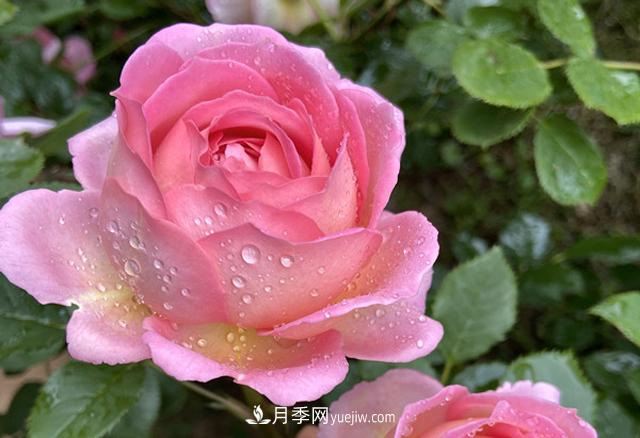 銀禧慶典被稱“***美玫瑰”，經(jīng)典大花月季品種介紹(圖1)