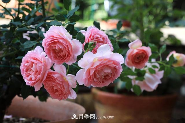 銀禧慶典被稱“***美玫瑰”，經(jīng)典大花月季品種介紹(圖3)