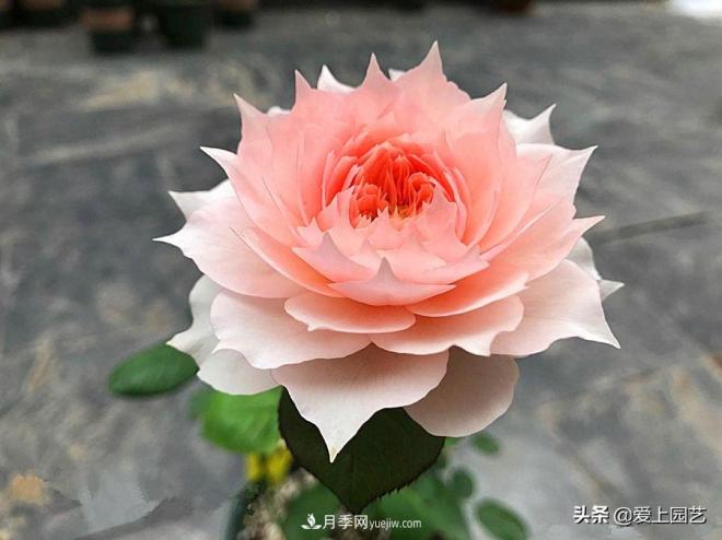 盤點那些比荷花還美的月季，讓荷花無路可走(圖1)