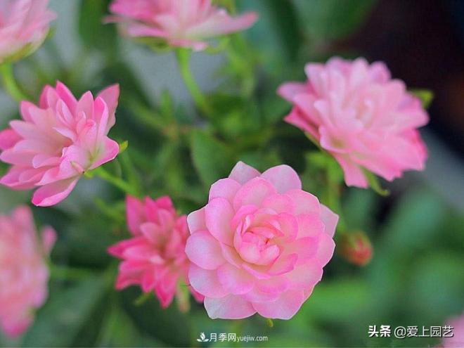盤點那些比荷花還美的月季，讓荷花無路可走(圖3)