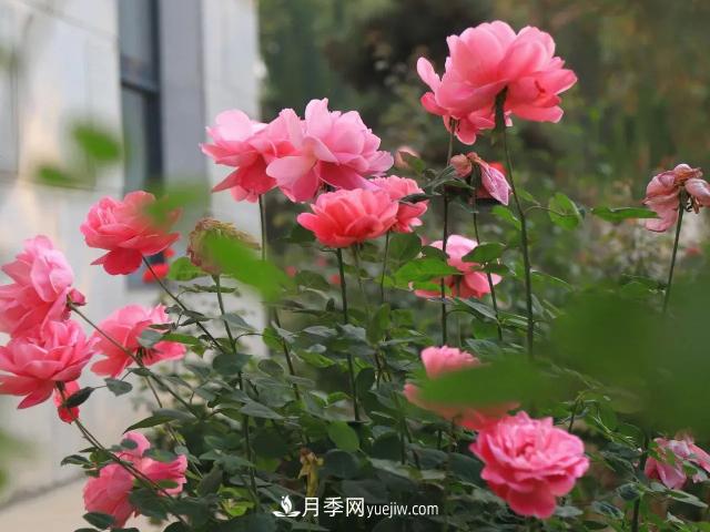 初冬，洛陽師范學(xué)院留得月季獨(dú)艷(圖1)