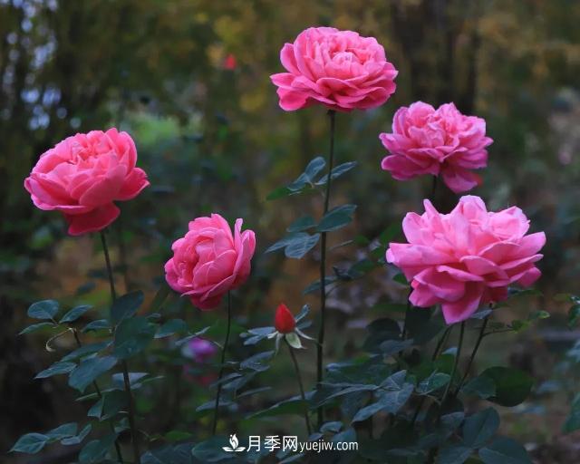 初冬，洛陽師范學(xué)院留得月季獨(dú)艷(圖4)