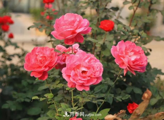 初冬，洛陽師范學(xué)院留得月季獨(dú)艷(圖2)