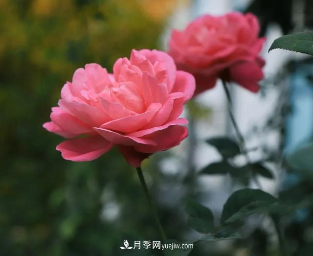 初冬，洛陽師范學(xué)院留得月季獨(dú)艷(圖3)