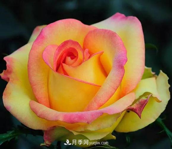 她是號稱20世紀(jì)***偉大的月季品種！拿獎拿到手軟(圖1)