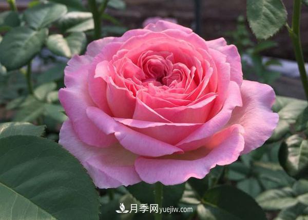 養(yǎng)壯根，才能長得壯，月季日常養(yǎng)護技巧(圖1)