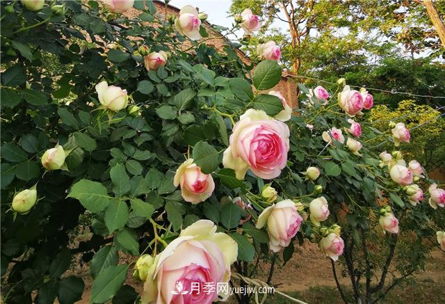 月季玫瑰香味大匯總，混合味、茶香味、果香味，總有一款是你的(圖1)