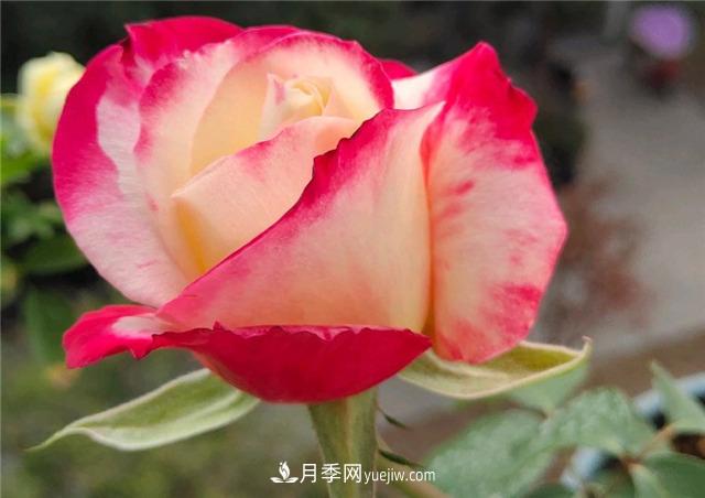 月季玫瑰香味大匯總，混合味、茶香味、果香味，總有一款是你的(圖3)