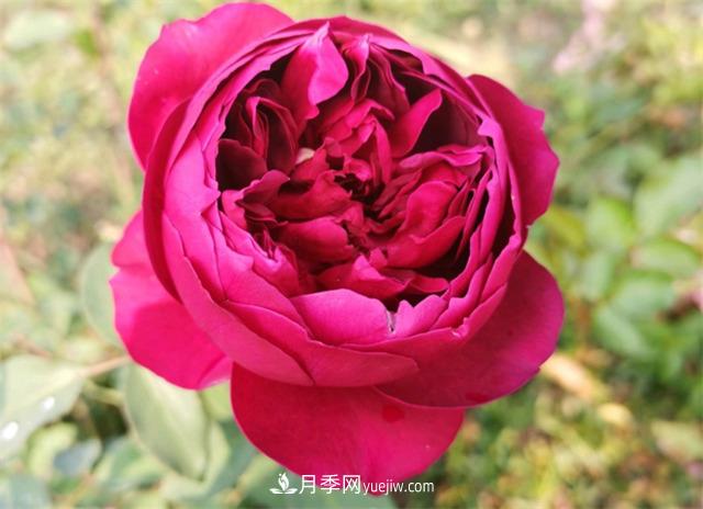 月季玫瑰香味大匯總，混合味、茶香味、果香味，總有一款是你的(圖2)