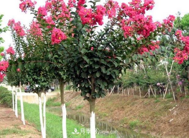 南陽(yáng)苗木基地，紫薇綠化苗怎么修剪？(圖1)